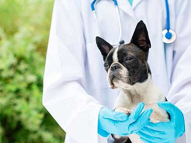 Nassery erläutert bei Online-Seminar die Tierkrankenversicherung